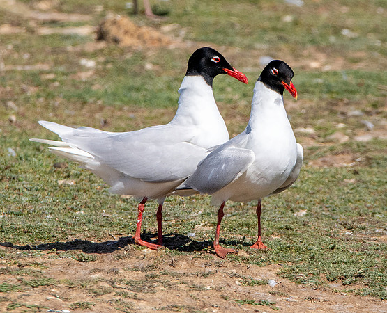 Mediterranean gull