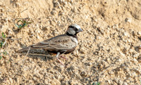 Ashy crowned sparrow lark