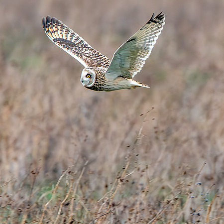 Short eared owl