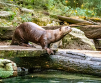 Giant river otter