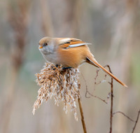 Bearded tit / bearded reedling
