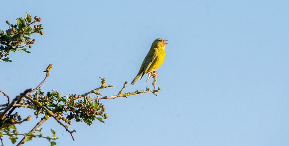 Greenfinch