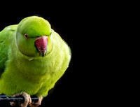 Ring-necked parakeet / Rose-ringed parakeet