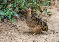 Chilean Tinamou