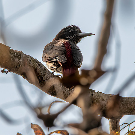 Maroon oriole