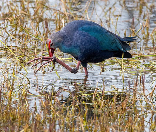 Grey headed swamphen