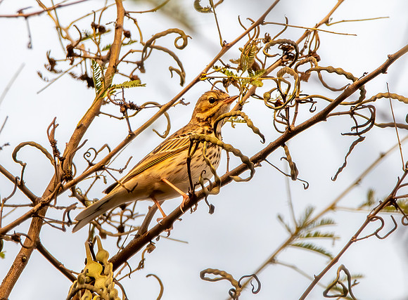Tree pipit