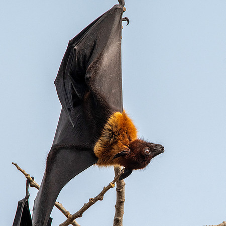 Indian Flying Fox