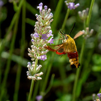 Broad-bordered bee hawk-moth