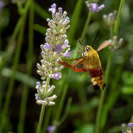 Broad-bordered bee hawk-moth