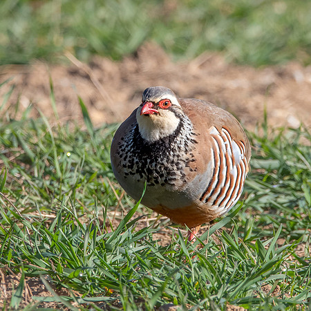 Red legged partridge