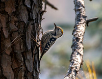 Female Brown fronted woodpecker