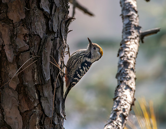 Female Brown fronted woodpecker