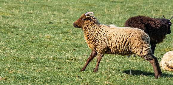 Norfolk horn sheep