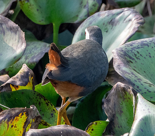 White breasted waterhen