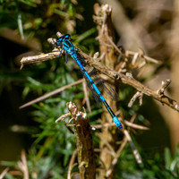 Azure bluet