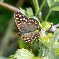 Speckled wood
