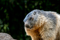 Alpine Marmot