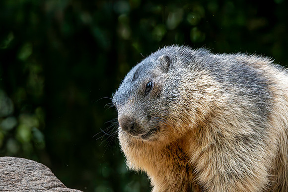 Alpine Marmot