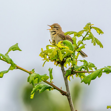 Willow warbler