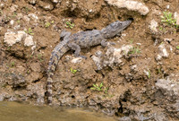 Mugger crocodile