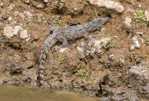 Mugger crocodile