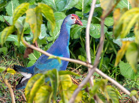 Grey headed swamphen