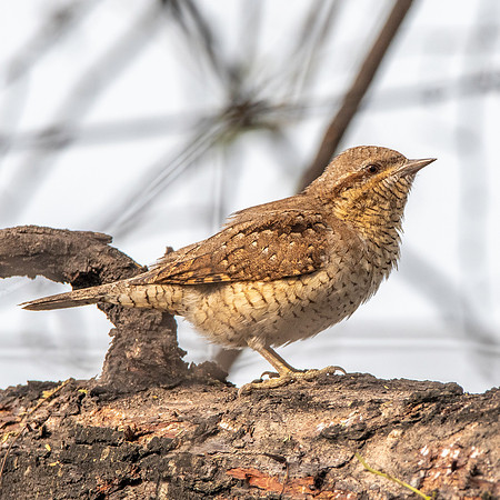 Wryneck