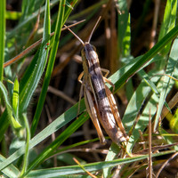 Elegant straw grasshopper