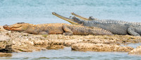 Mugger crocodile
