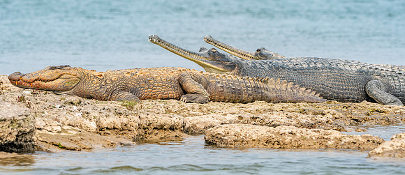 Mugger crocodile