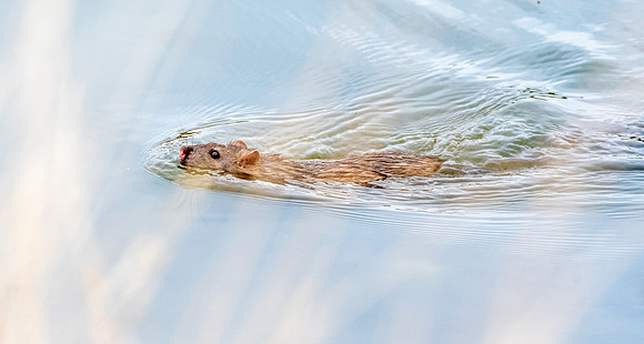 Brown rat, swimming