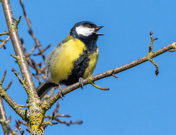 Great tit