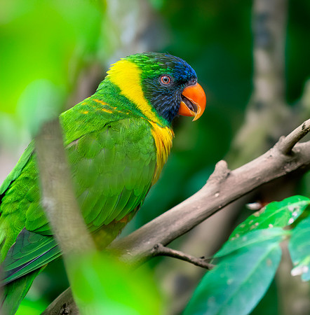 Marigold lorikeet