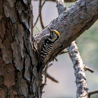 Female Brown fronted woodpecker
