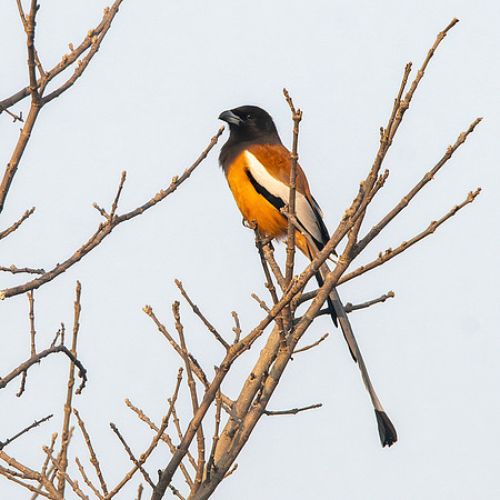 Rufous treepie