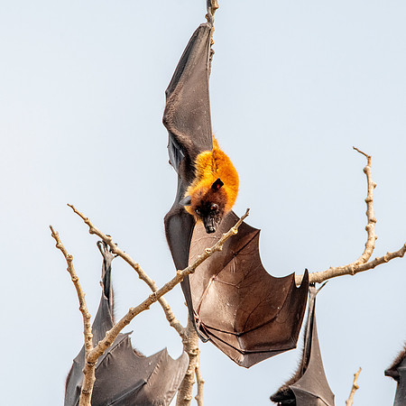 Indian Flying Fox