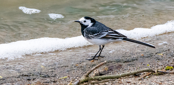Pied wagtail
