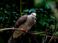 Barred cuckoo dove