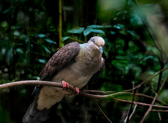 Barred cuckoo dove