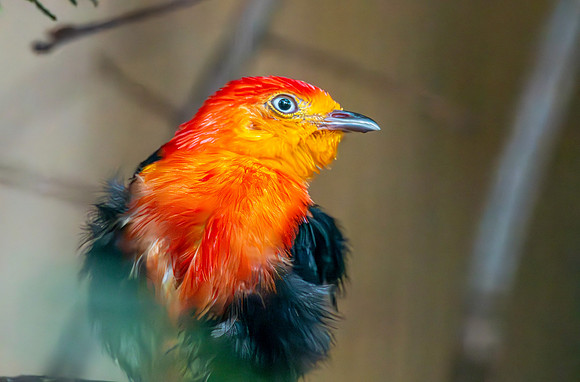 Crimson hooded manakin