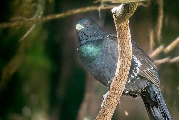 Capercaillie