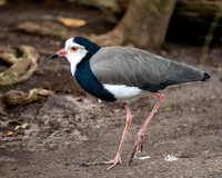 Long toed lapwing