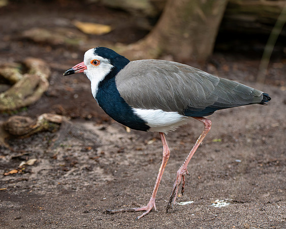 Long toed lapwing