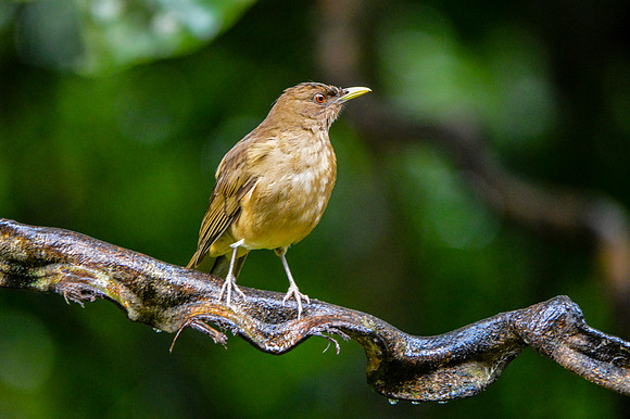 Clay coloured robin/thrush