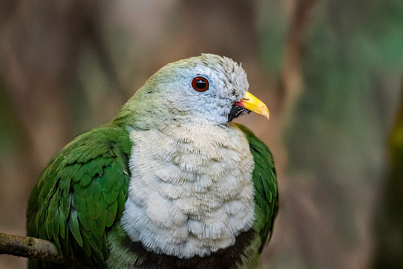 Black chinned fruit dove