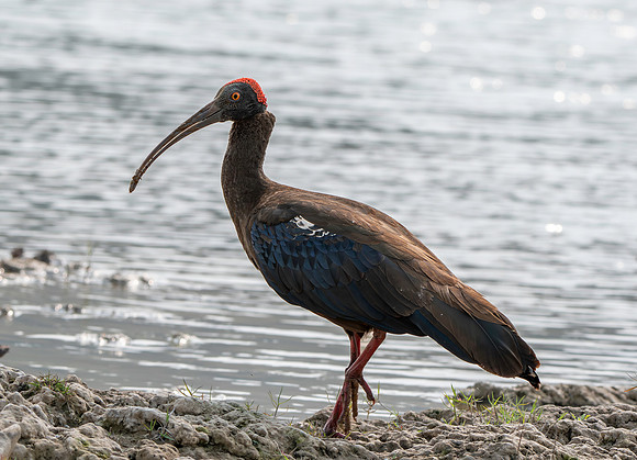Red naped ibis