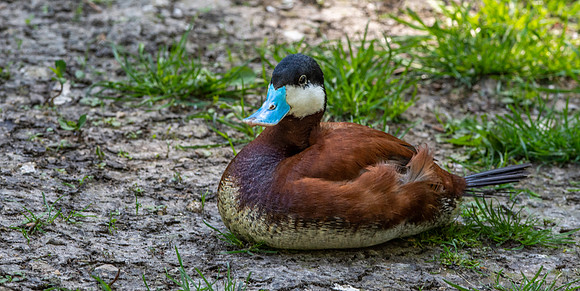 Ruddy duck, male