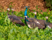 Indian peafowl