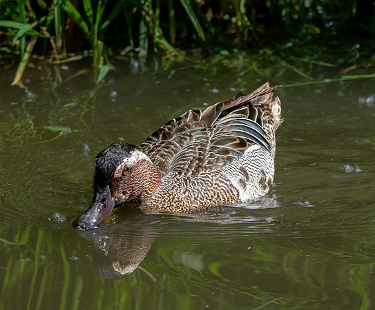Garganey duck, male